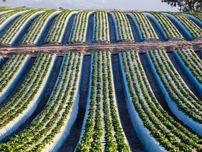 California Strawberries Trade Group Hires Rox United For PR Support