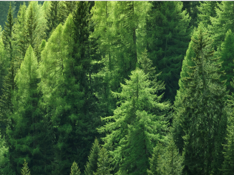 Forest Stewardship Council Consolidates Global Creative Duties With WE 